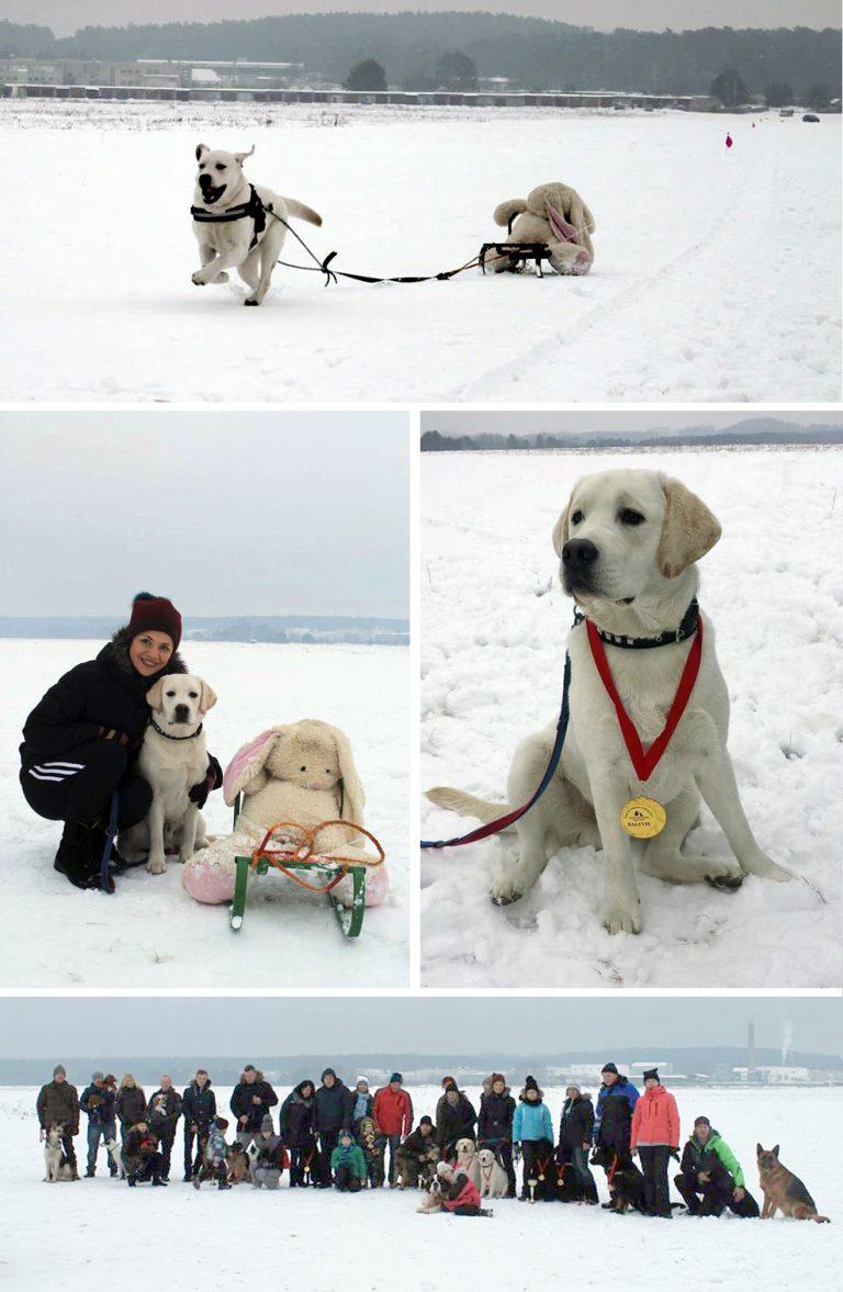 2017-01-14 Šunų rogučių tempimo varžybos (su AŠMK CANIS)