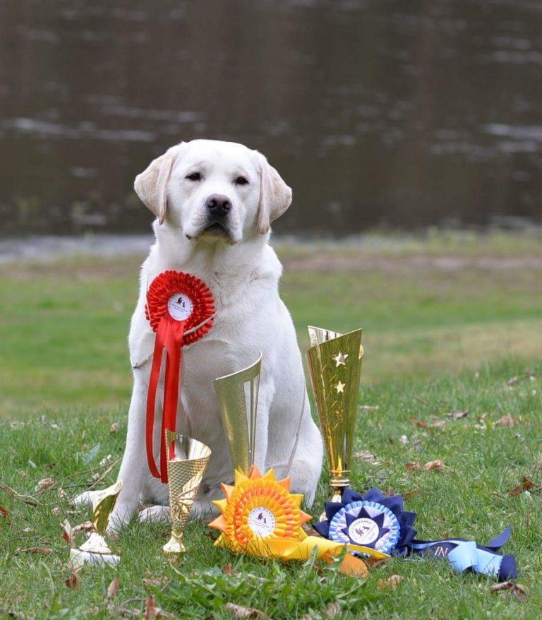 2017-04-29 – „Alytaus Pavasaris 2017“, JN, BOB, Best In Group – 1, Best Club Dog – 2, Best In Show – 5!