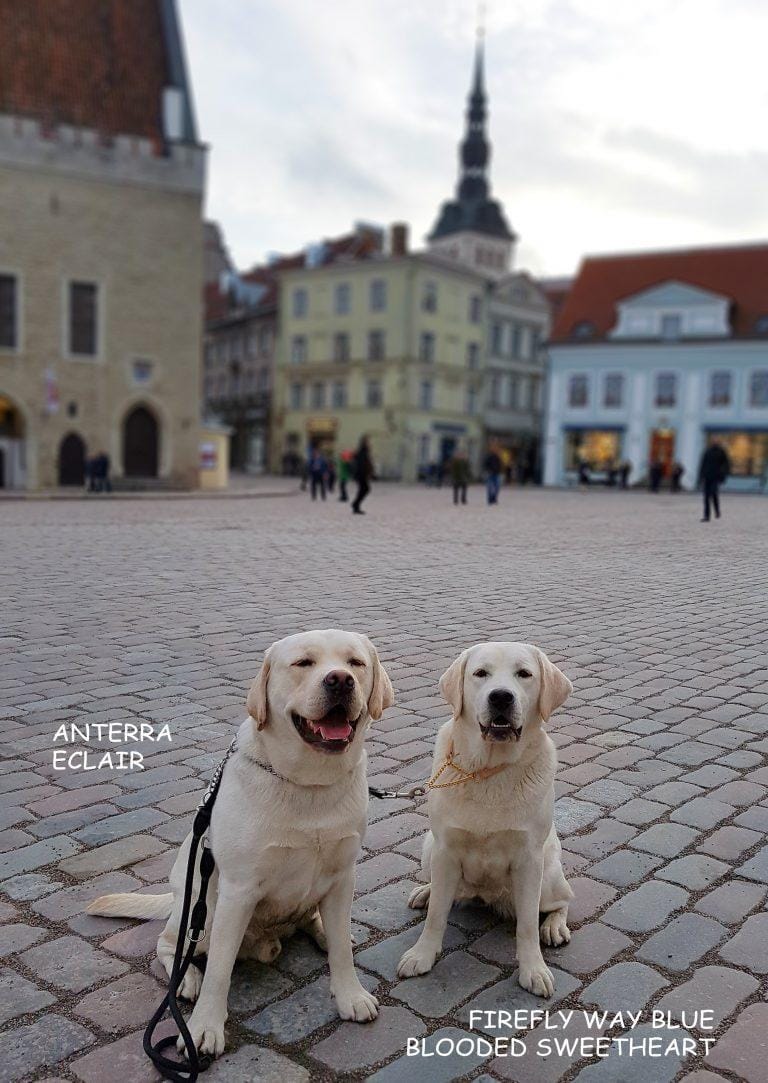 TALLINN NATIONAL DOG SHOW’s 2018 (Estija)