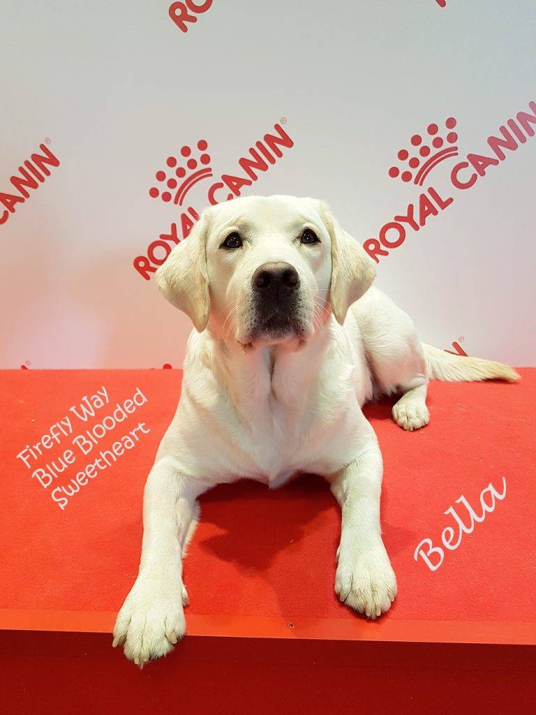 International Dog Show, LKF, Ryga (Latvija)