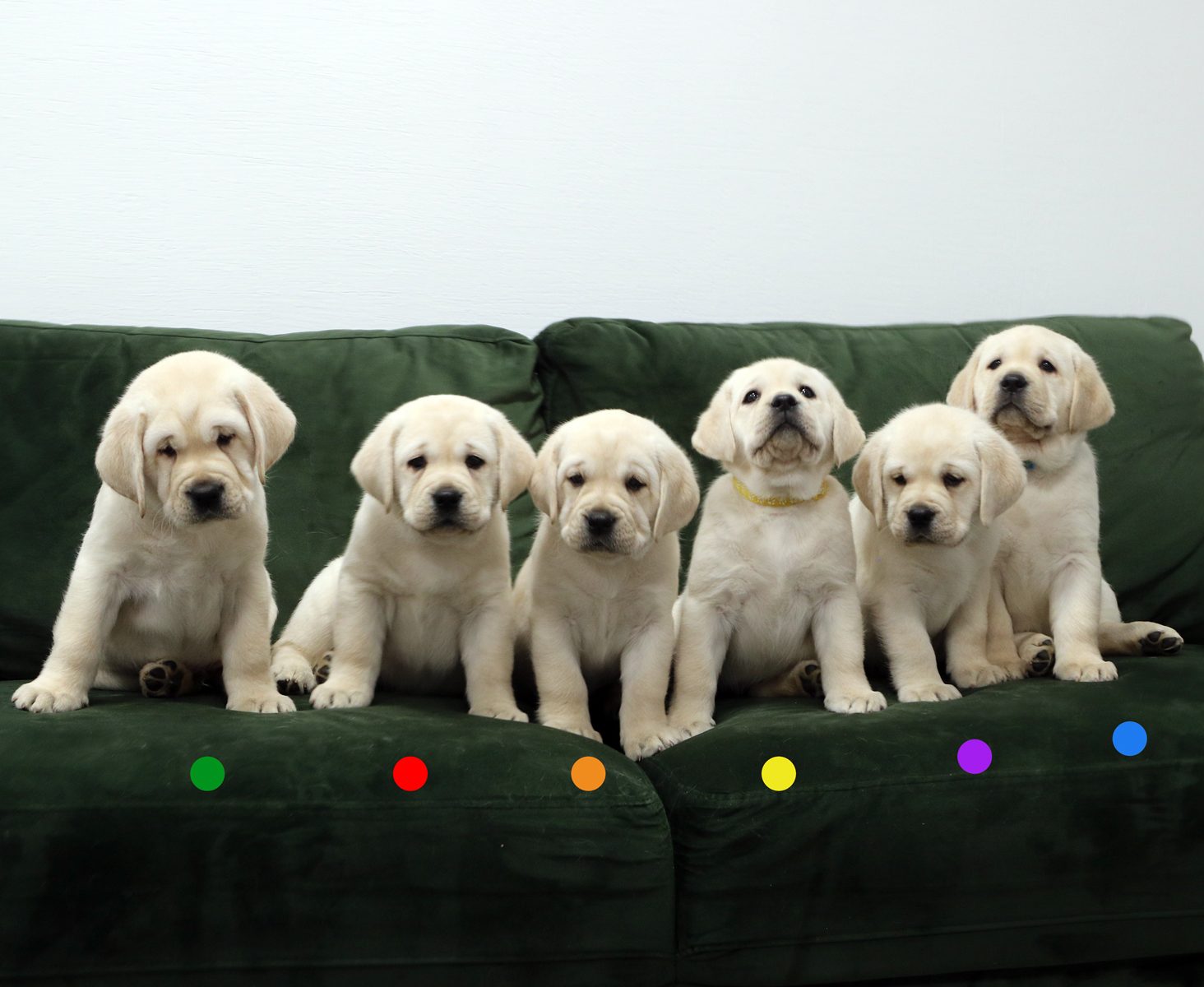 Litter J puppy Gerulis Bora Bora & Hit of Hit Endorfin Kaip išsirinkti Labradoro retriverio šuniuką