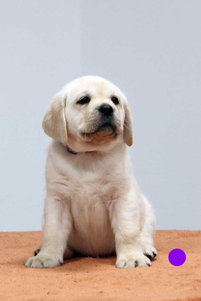 violetinė