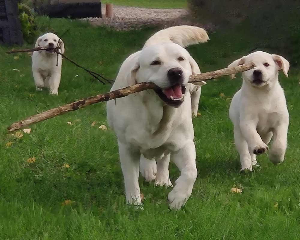 Labradoras neša pagaliuką, o šuniukai bėga šalia. kaip atpratinti šunį graužti baldus