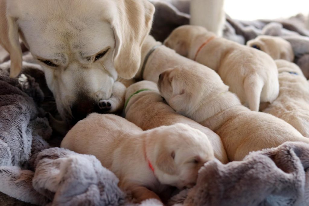liepos 31 d. puppies Boss & Gerulis Ice Queen