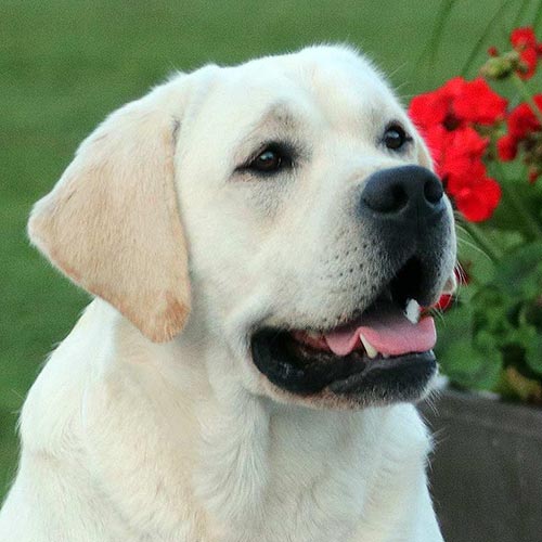 Gerulis Fire Show labrador