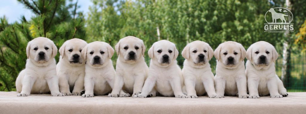 Vada L Litter L GERULIS FIRE SHOW & GERULIS ICE QUEEN
